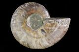 Agatized Ammonite Fossil (Half) - Madagascar #83847-1